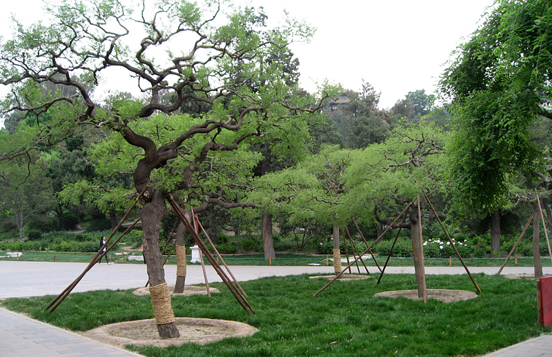 beijing-colline-de-charbon-arbres1