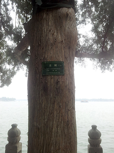 beijing-palais-ete-arbre1