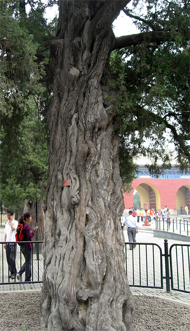 beijing-temple-du-ciel-cypres-au-9-dragons