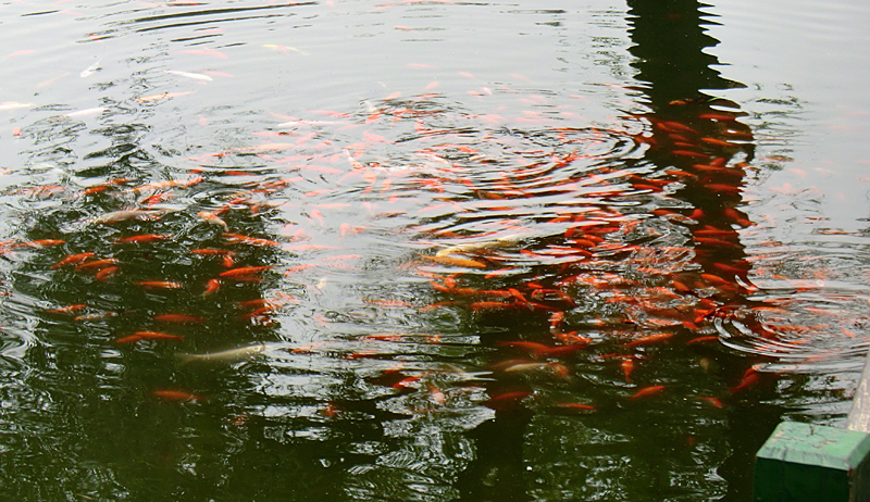 chengde-jardin-imperial-poissons