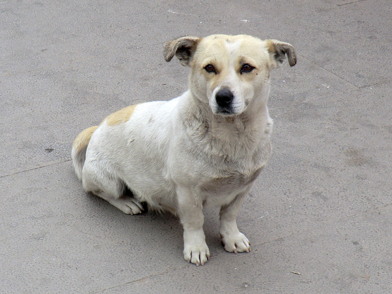 Petit chien
